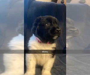 Newfoundland Puppy for sale in FOWLERVILLE, MI, USA
