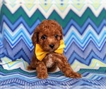 Small Photo #9 Cavapoo-Poodle (Toy) Mix Puppy For Sale in KIRKWOOD, PA, USA
