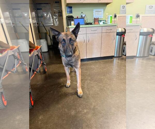 Medium Photo #2 German Shepherd Dog-Unknown Mix Puppy For Sale in Rockwall, TX, USA