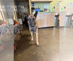Small #1 German Shepherd Dog Mix