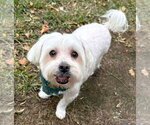 Small #22 Maltese