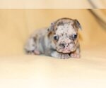 Small Photo #4 French Bulldog Puppy For Sale in NAPLES, FL, USA