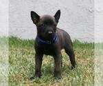 Small Photo #13 Belgian Malinois Puppy For Sale in POMONA, CA, USA