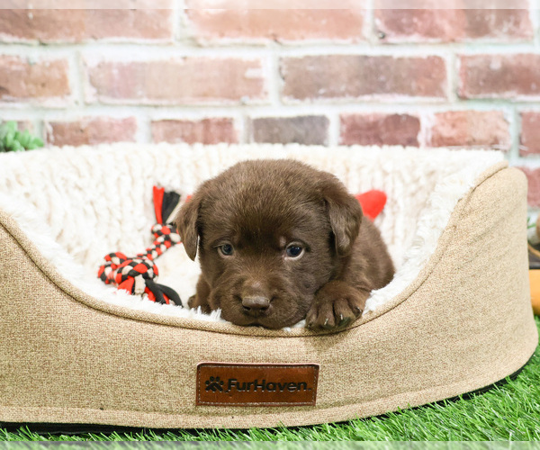 Medium Photo #1 Labrador Retriever Puppy For Sale in SYRACUSE, IN, USA