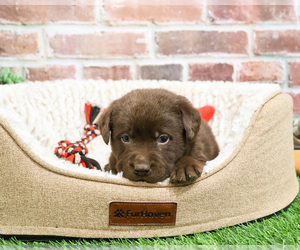 Labrador Retriever Puppy for sale in SYRACUSE, IN, USA