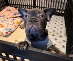 Small #2 French Bulldog