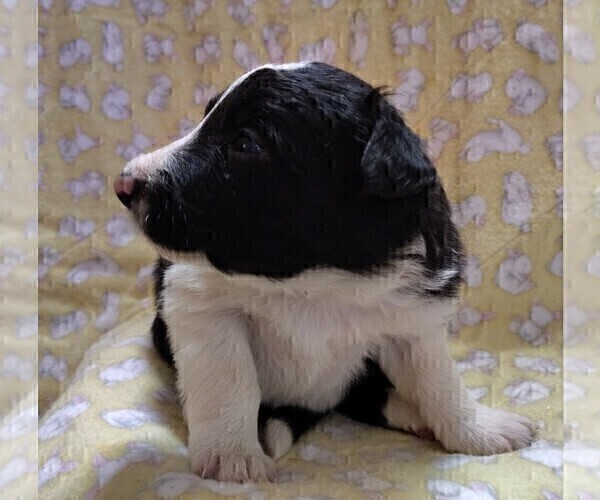 Medium Photo #24 Border Collie Puppy For Sale in NORBORNE, MO, USA