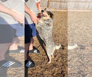 Mutt Dogs for adoption in Horn Lake, MS, USA