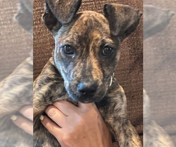 Medium Photo #24 Mutt Puppy For Sale in Brewster, NY, USA