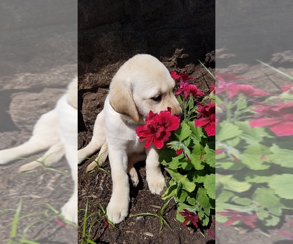 Medium Photo #10 Labrador Retriever Puppy For Sale in CATO, NY, USA