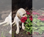 Small Photo #10 Labrador Retriever Puppy For Sale in CATO, NY, USA