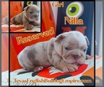 Small Photo #6 Bulldog Puppy For Sale in CYPRESS, TX, USA