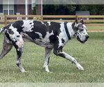 Small #3 Great Dane
