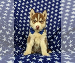 Pomsky Puppy for sale in PEACH BOTTOM, PA, USA