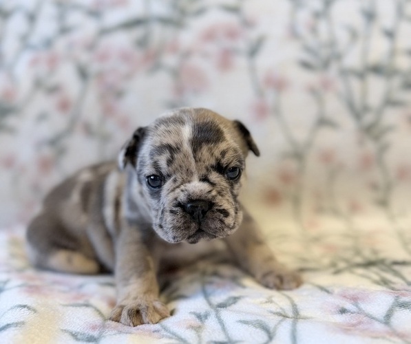 Medium Photo #1 French Bulldog Puppy For Sale in SACRAMENTO, CA, USA