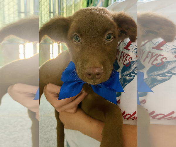 Medium Photo #1 Border Collie-Chocolate Labrador retriever Mix Puppy For Sale in Mt. Laurel, NJ, USA