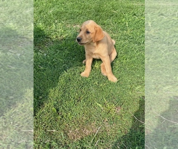 Medium Photo #3 Labrador Retriever Puppy For Sale in FOX LAKE, WI, USA
