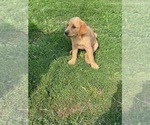 Small #2 Labrador Retriever