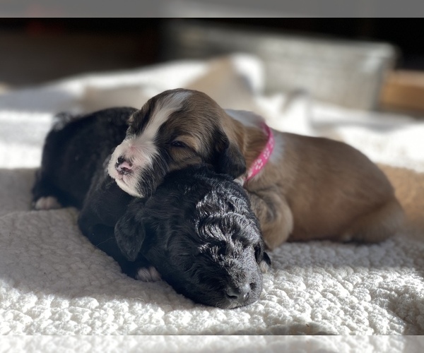 Medium Photo #9 Aussiedoodle-Bernedoodle Mix Puppy For Sale in BOISE, ID, USA