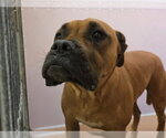 Small Photo #2 Mastiff Puppy For Sale in Martinez, CA, USA