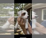 Small Photo #9 Jack Russell Terrier Puppy For Sale in ALTOONA, FL, USA