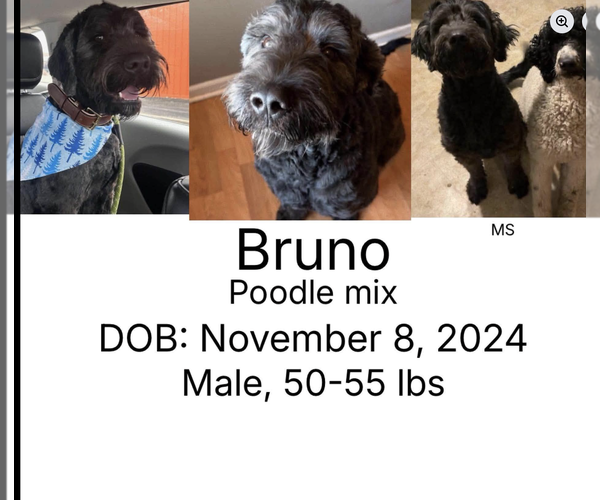 Medium Photo #1 Labradoodle Puppy For Sale in Plainfield, IL, USA