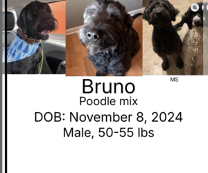 Labradoodle Dogs for adoption in Plainfield, IL, USA