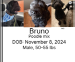 Bruno - Male Labradoodle Dog for Adoption - Small photo