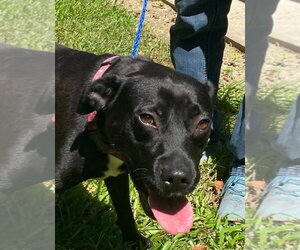 Labrador Retriever-Unknown Mix Dogs for adoption in Canton, CT, USA