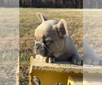 Small #2 French Bulldog