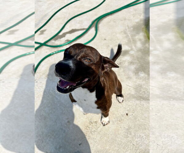 Medium Photo #2 German Pinscher-Unknown Mix Puppy For Sale in Tracy City, TN, USA