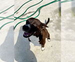Small #1 German Pinscher Mix