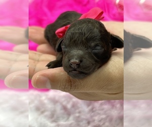 Aussiedoodle Miniature Puppy for sale in BULLARD, TX, USA