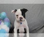 Small Photo #2 Boston Terrier Puppy For Sale in BROOKSVILLE, FL, USA