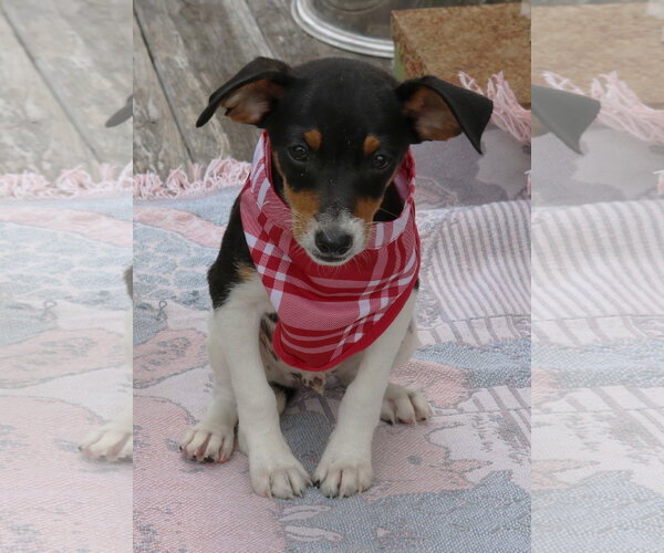 Medium Photo #2 Rat Terrier Puppy For Sale in Bandera, TX, USA