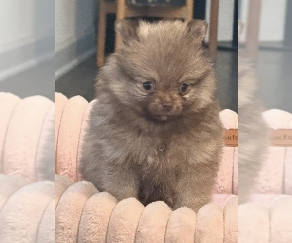 Medium Photo #1 Pomeranian Puppy For Sale in OAKWOOD, GA, USA