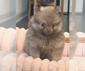 Pomeranian Puppy for sale in OAKWOOD, GA, USA