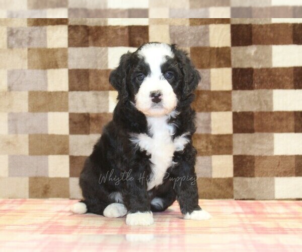 Medium Photo #4 Bernedoodle (Miniature) Puppy For Sale in DENVER, PA, USA