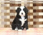 Small #3 Bernedoodle (Miniature)