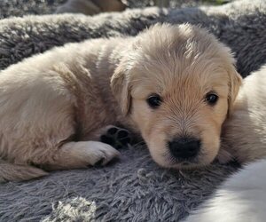 Golden Retriever Puppy for sale in CITRUS HEIGHTS, CA, USA