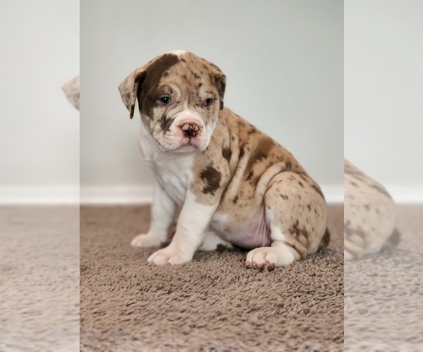 Medium Photo #1 Alapaha Blue Blood Bulldog Puppy For Sale in ROSHARON, TX, USA