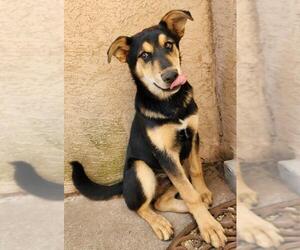 Huskies -Unknown Mix Dogs for adoption in Los Lunas, NM, USA