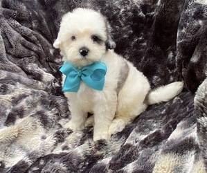 Cavapoo Puppy for sale in CAMPBELLSVILLE, KY, USA