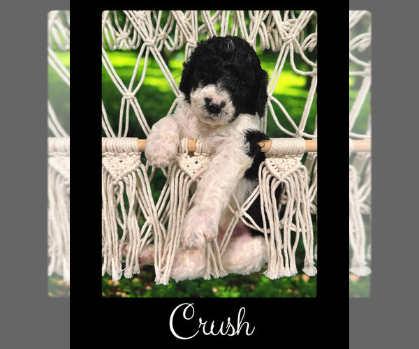 Medium Photo #2 Bernedoodle-Poodle (Standard) Mix Puppy For Sale in MENIFEE, CA, USA
