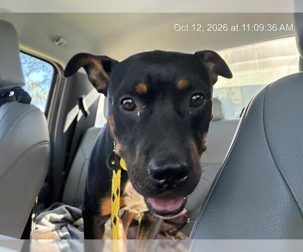Medium Photo #1 Rottweiler-American Pit Bull Terrier Puppy For Sale in Ocala, FL, USA