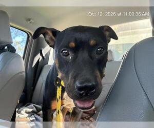 Rottweiler-American Pit Bull Terrier Dogs for adoption in Ocala, FL, USA