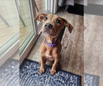 Small #4 Doberman Pinscher Mix