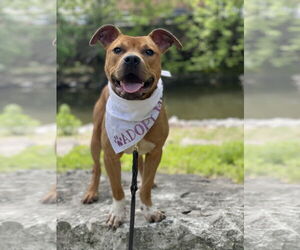 American Pit Bull Terrier-Unknown Mix Dogs for adoption in Crete, IL, USA