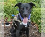 Small #1 Labrador Retriever Mix