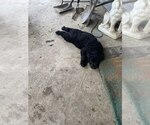 Small Photo #30 Goldendoodle Puppy For Sale in PARKER CITY, IN, USA